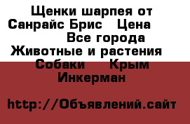 Щенки шарпея от Санрайс Брис › Цена ­ 30 000 - Все города Животные и растения » Собаки   . Крым,Инкерман